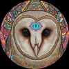 curious_owl